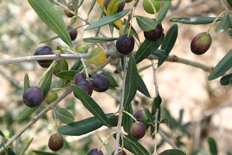 Olio extra vergine di oliva in Ciociaria
