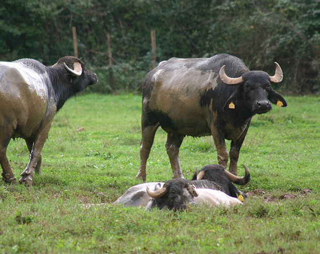 La Valle dell'Amaseno