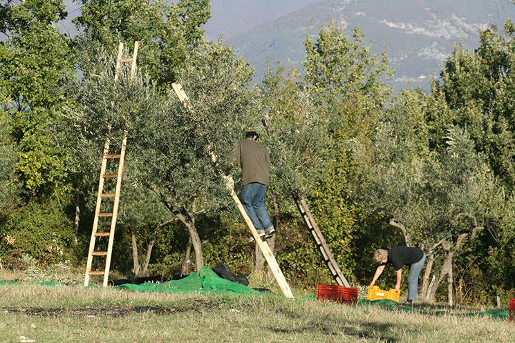 Raccogliere le olive tra le colline della Ciociaria