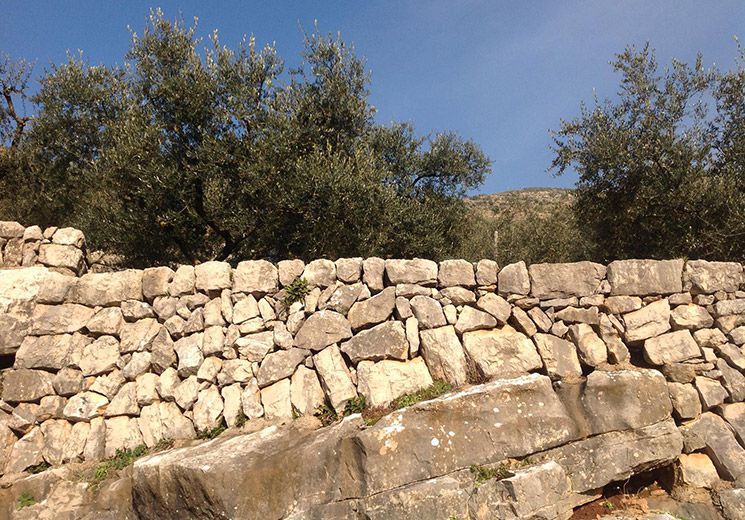 500 chilometri di terrazzamenti &quot;la carboncella&quot; varietà di olive coltivate nella zona di Vallecorsa, &quot;La Ciociara&quot; Sofia Loren e la Santa de Mattias