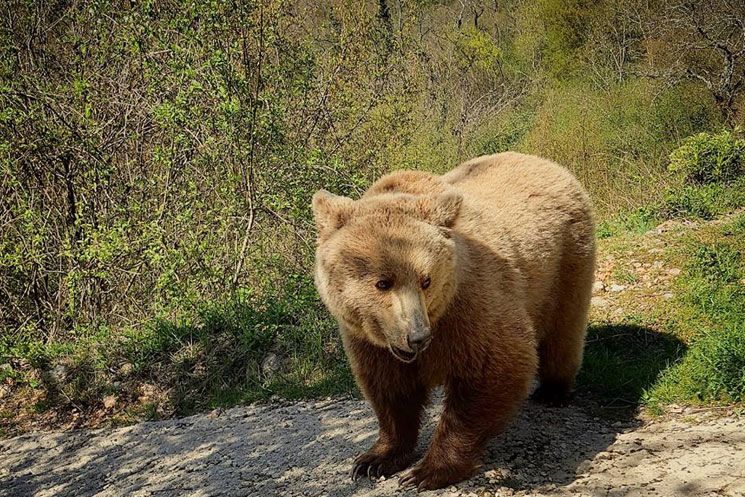 Gli orsi nella dolina carsica di Campoli Appennino
